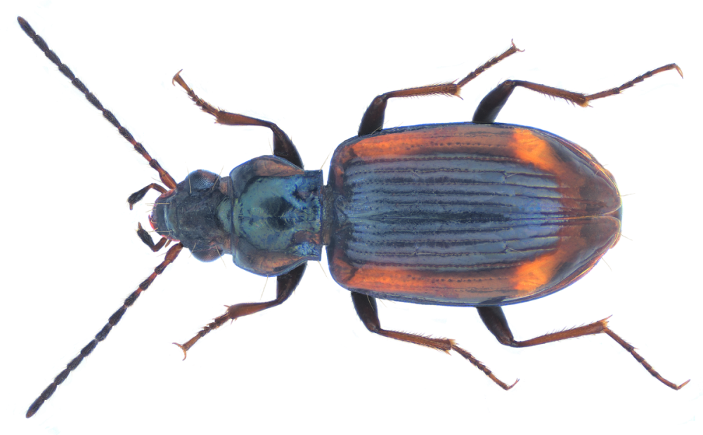 Bembidion parallelipenne