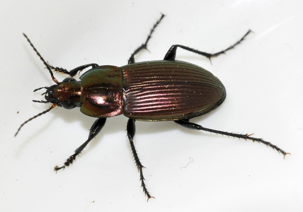 Poecilus laevicollis