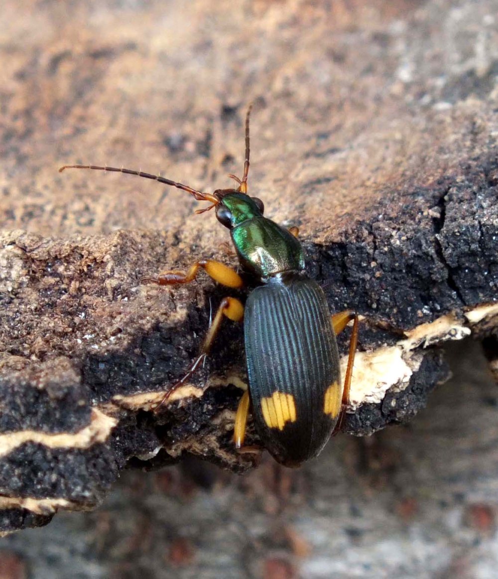 Draco bimaculatus