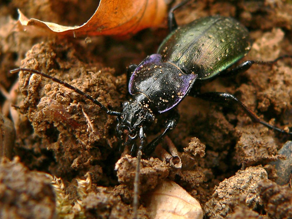 Herminia nemoralis