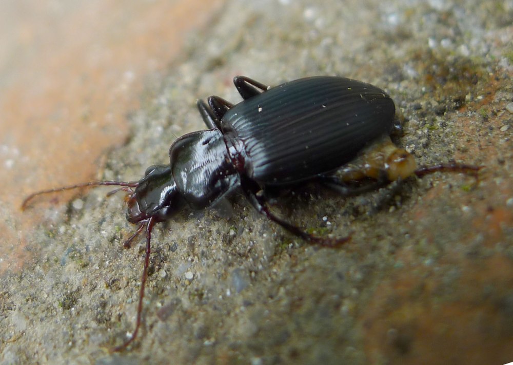 Licinus setosus