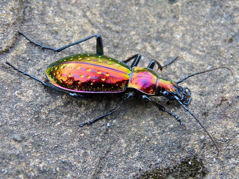 Chrysotribax Hispanus dromensis