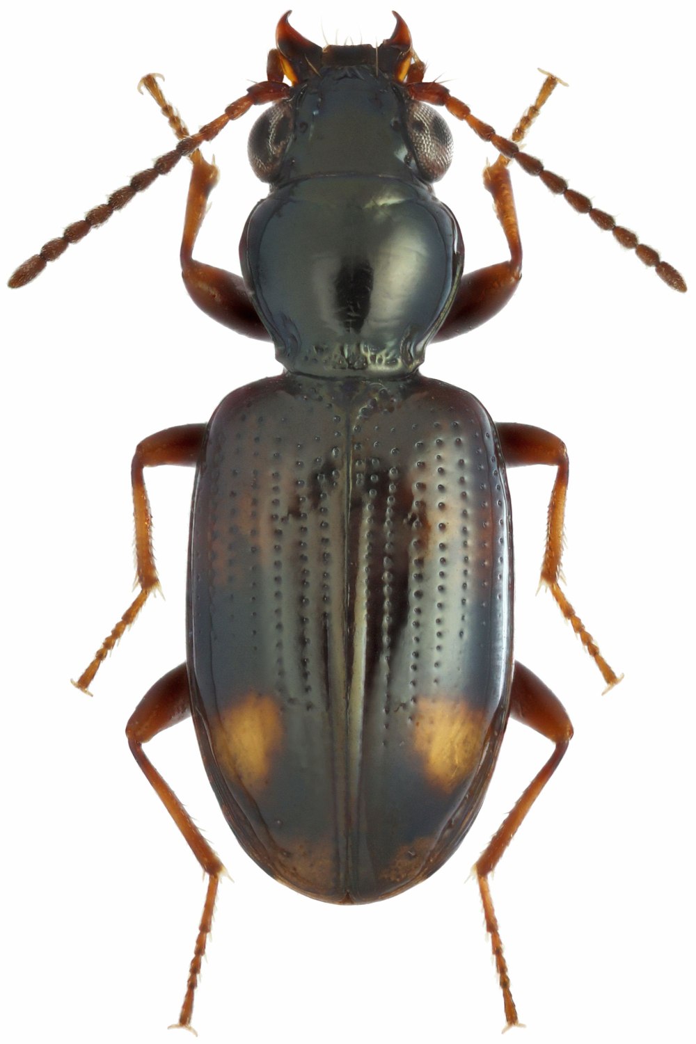 Bembidion varium