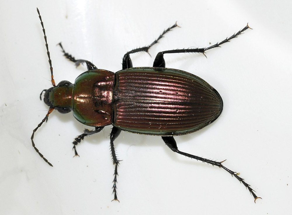 Poecilus reflexicollis