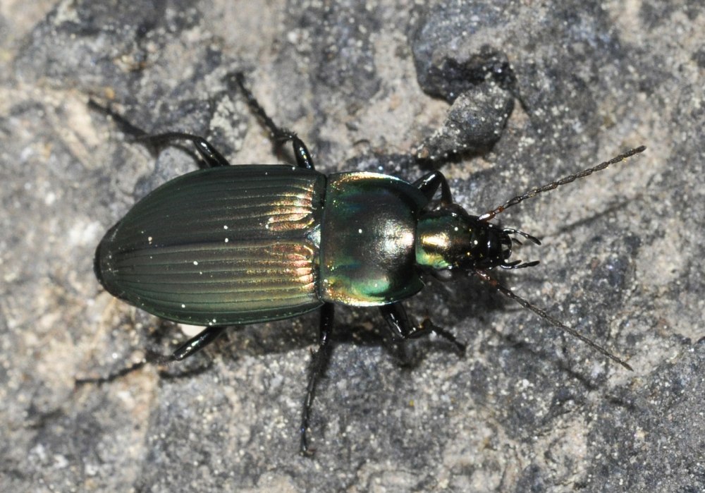 Poecilus laevicollis