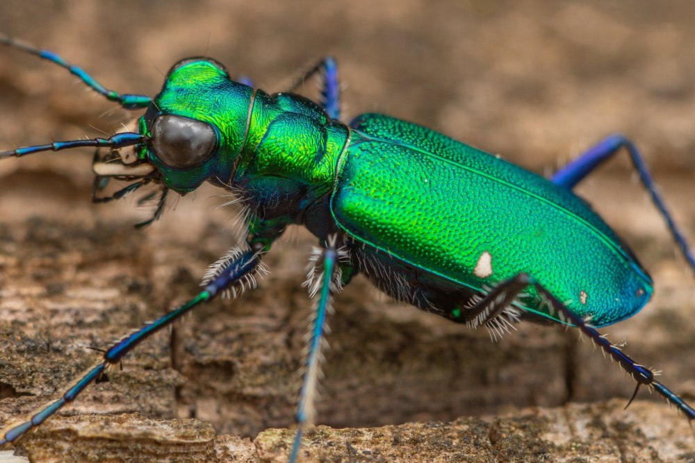 Cicindela Restricta