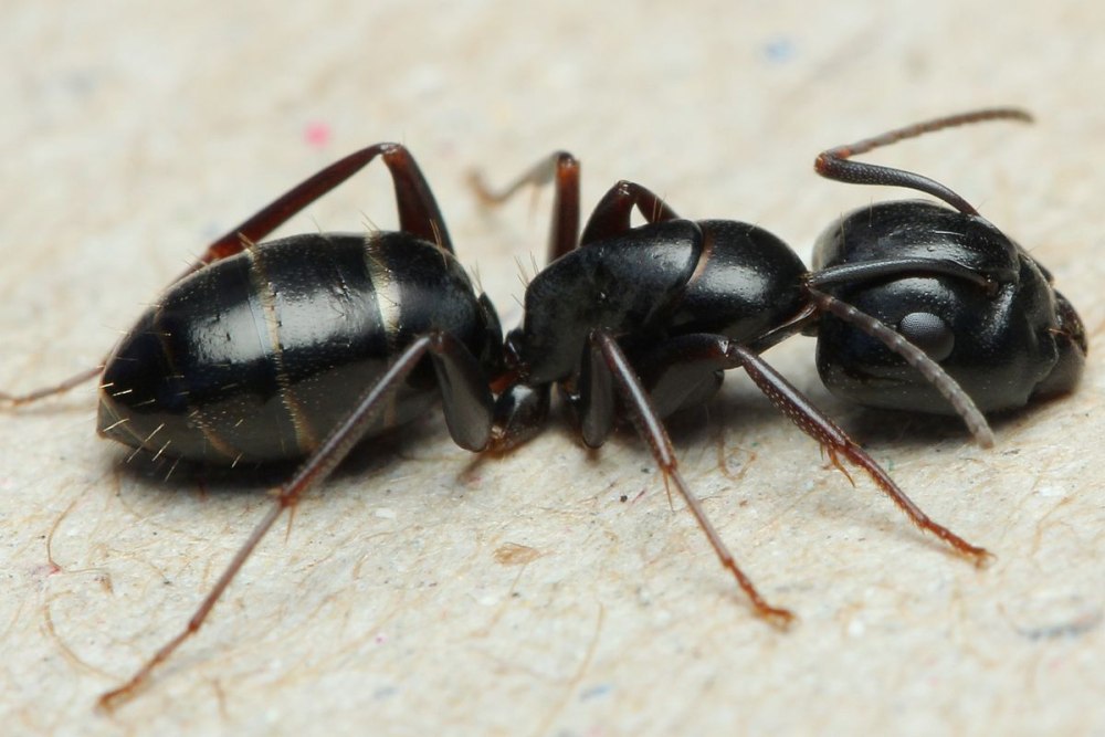Муравей гигант - Camponotus Vagus