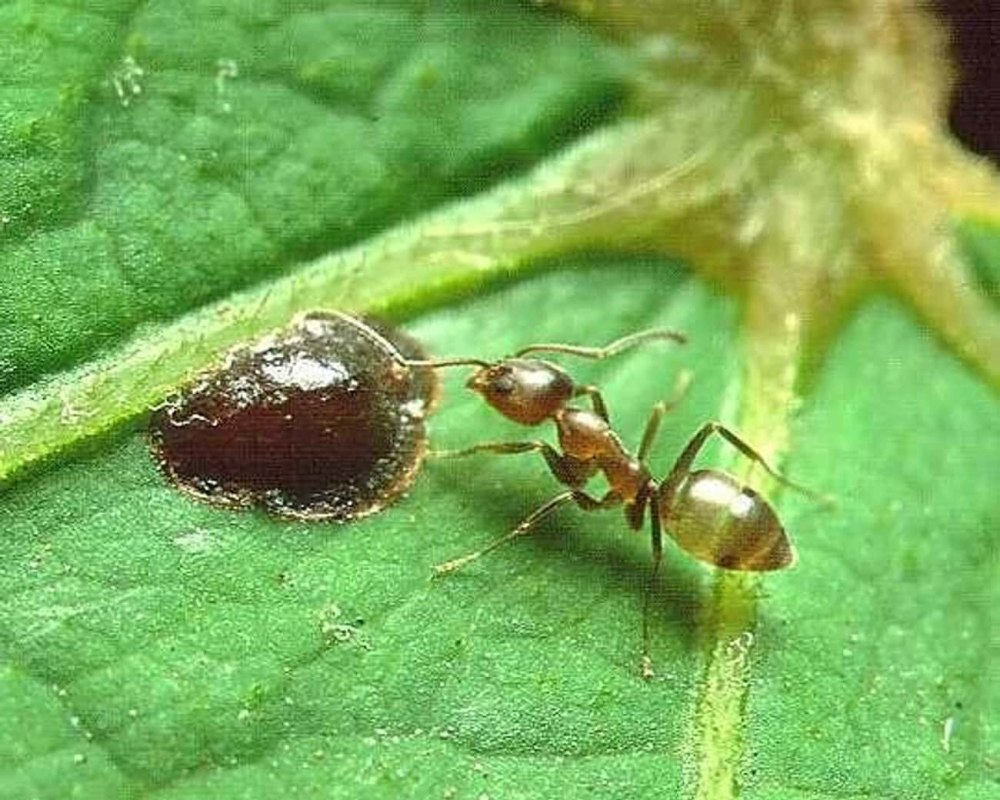 Formicoxenus nitidulus муравей-крошка или муравей-Малютка блестящий