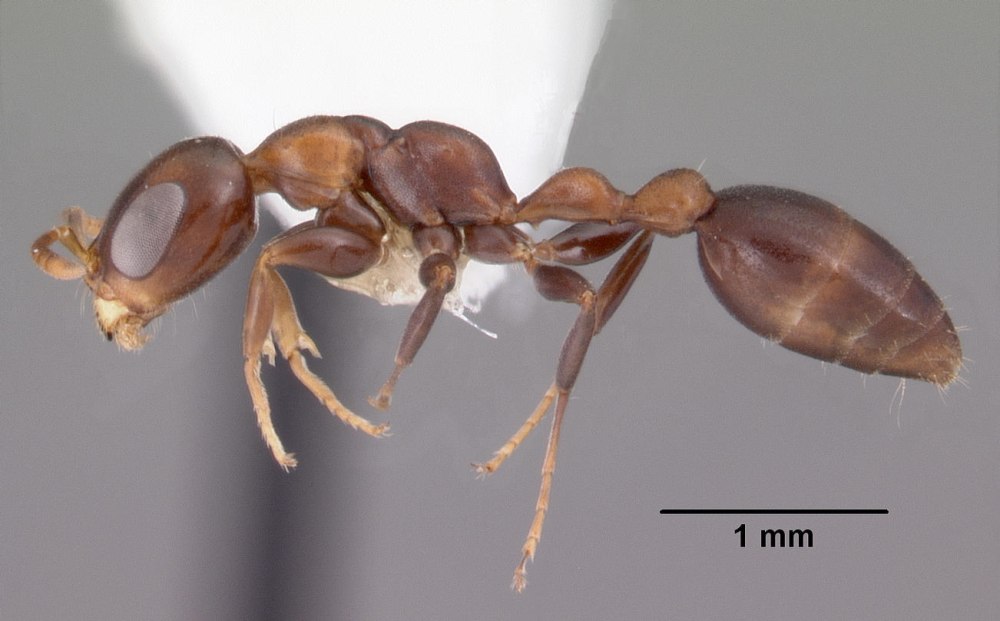 Pseudomyrmex Satanicus