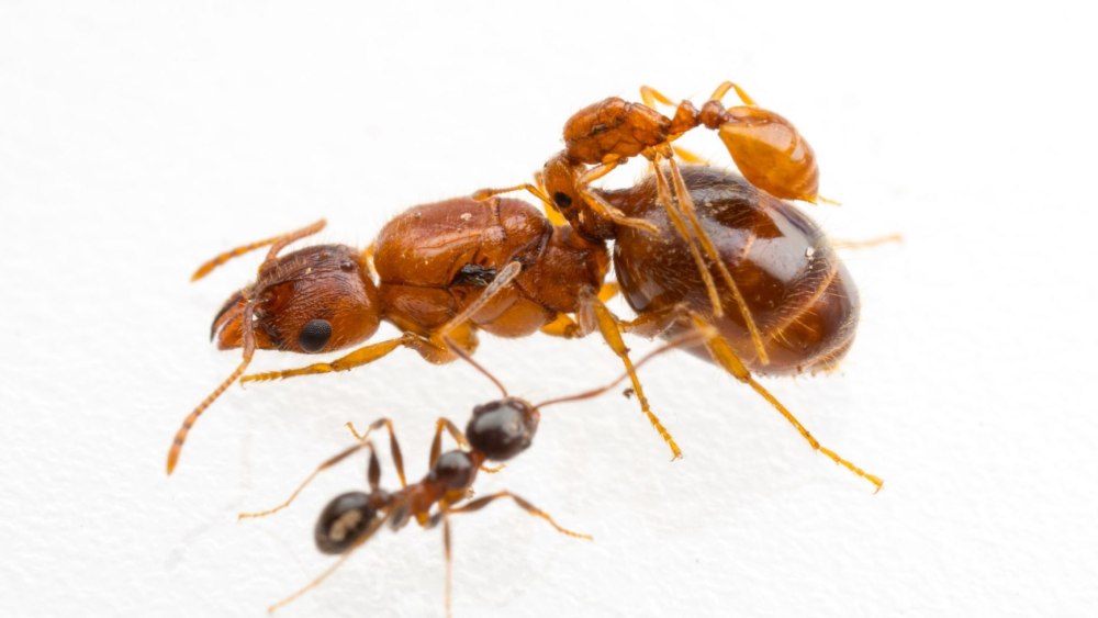 Виды муравьев италии