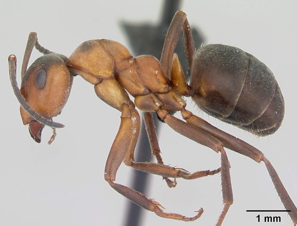 Муравьи Formica Aquilonia