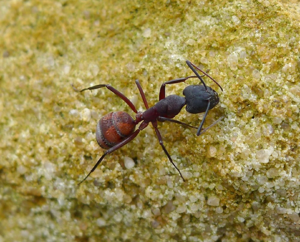 Муравьи Camponotus cruentatus