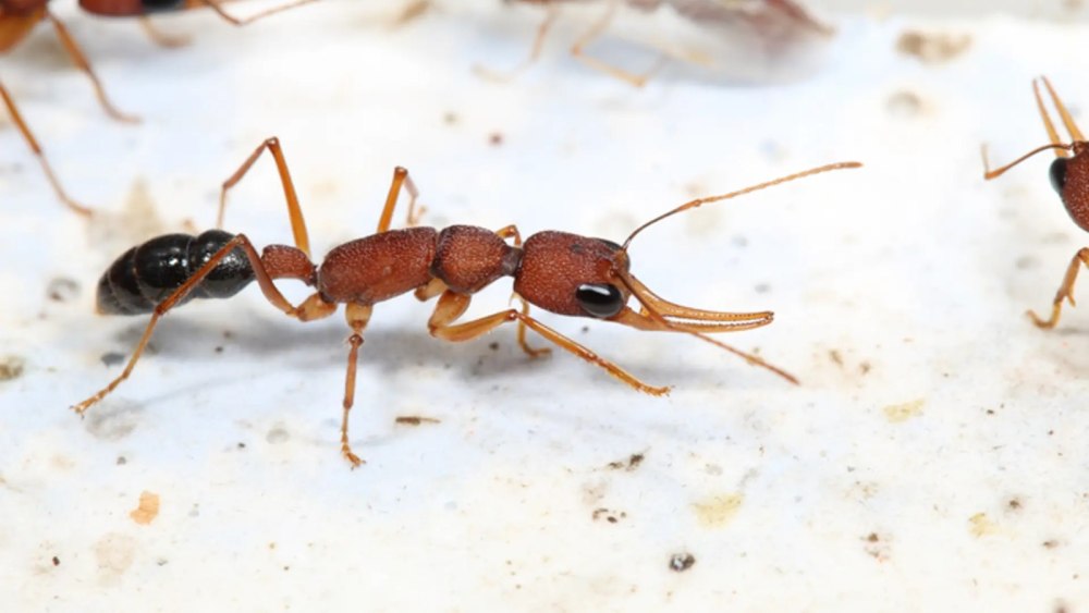 Harpegnathos Saltator