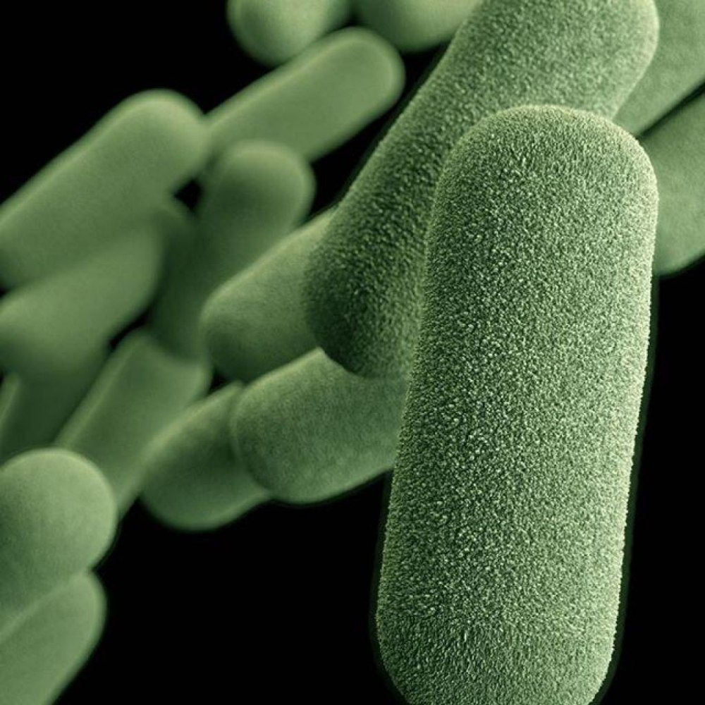 Бактерии Haemophilus influenzae