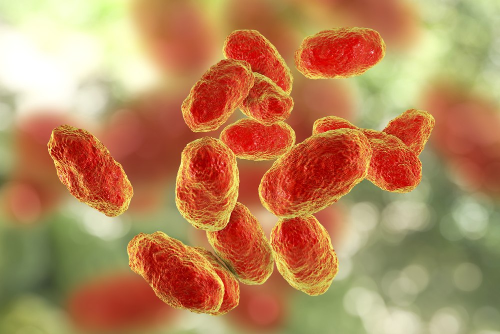 Haemophilus influenzae (палочка Пфайфера)