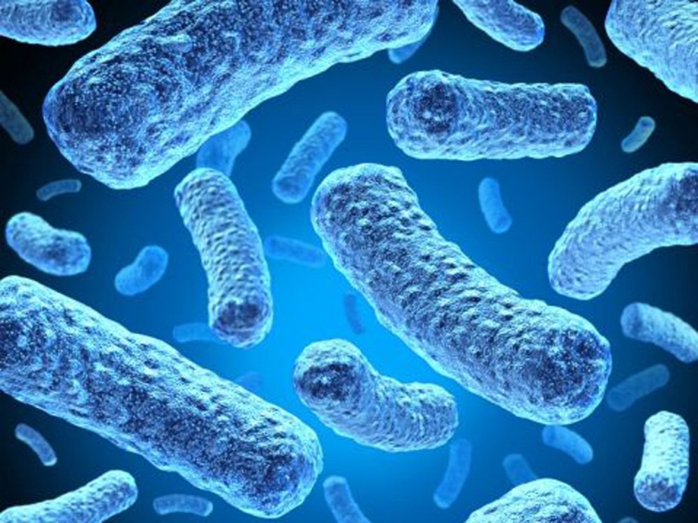 Бактерии Haemophilus influenzae