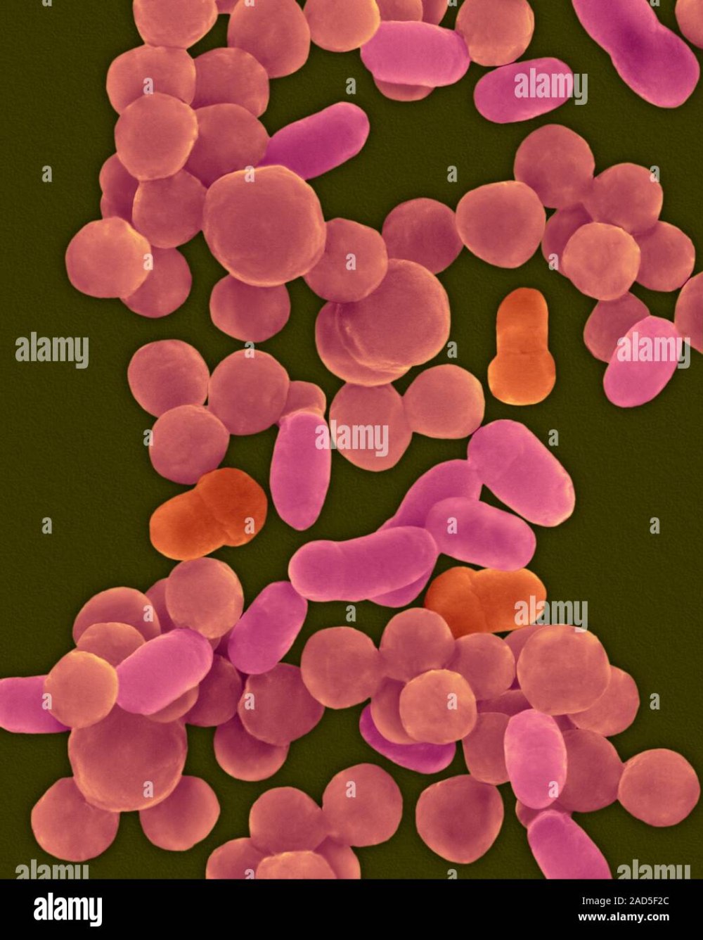 Бактерии Haemophilus influenzae