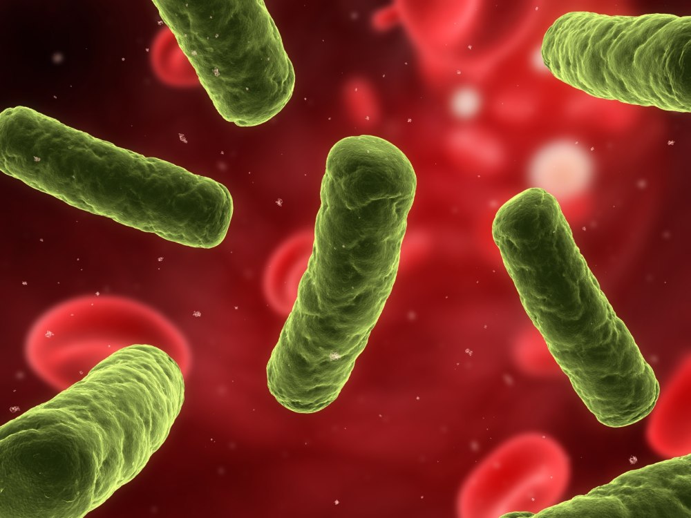 Микроорганизмы семейства Enterobacteriaceae
