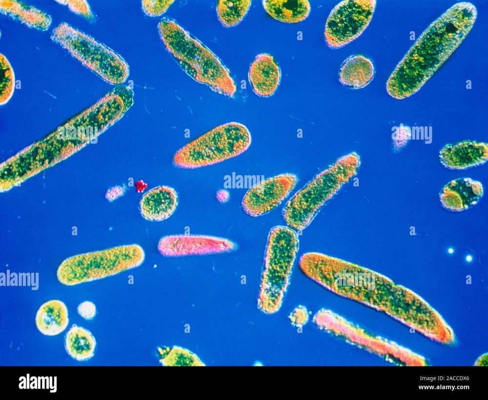 Бактерии гемофильная палочка