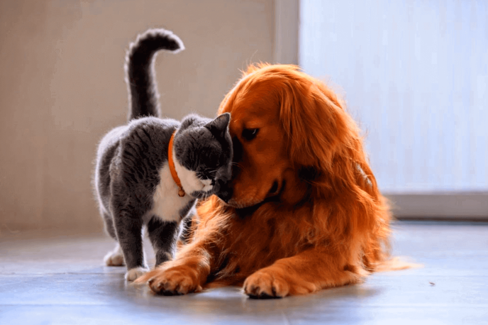 Кошки и собаки