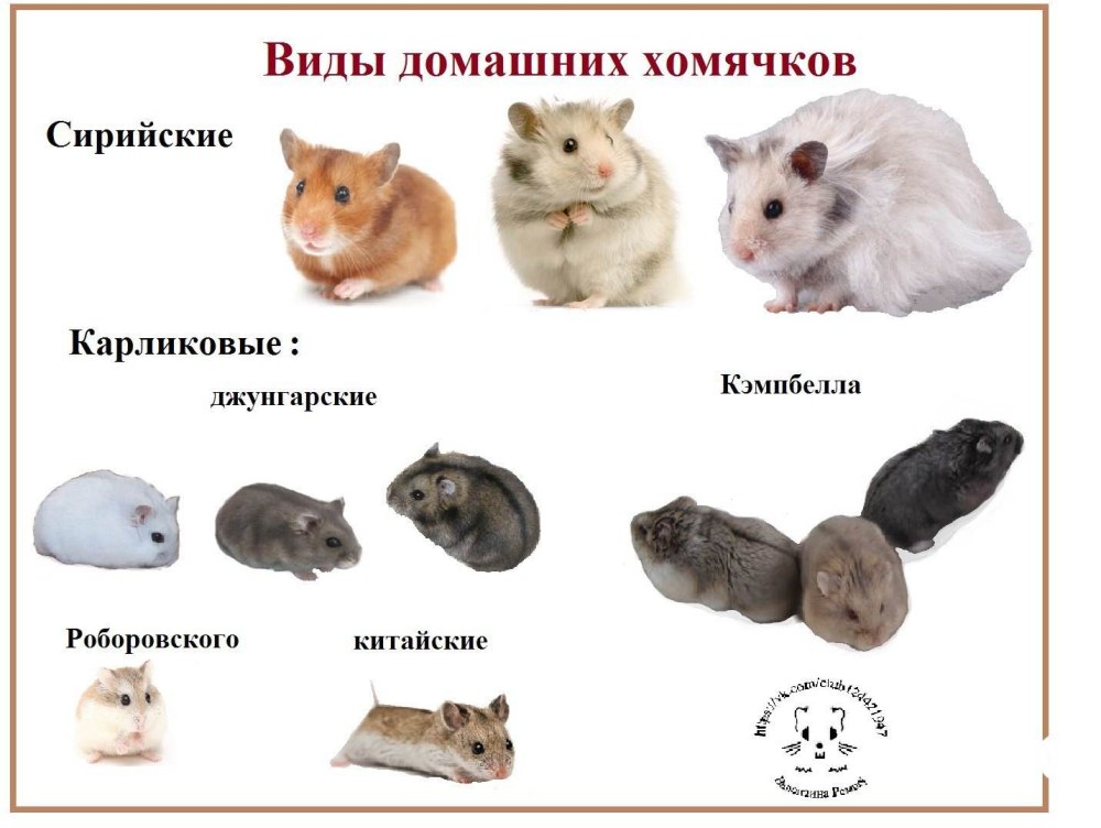 Хомяк Кэмпбелла отличие от джунгарика