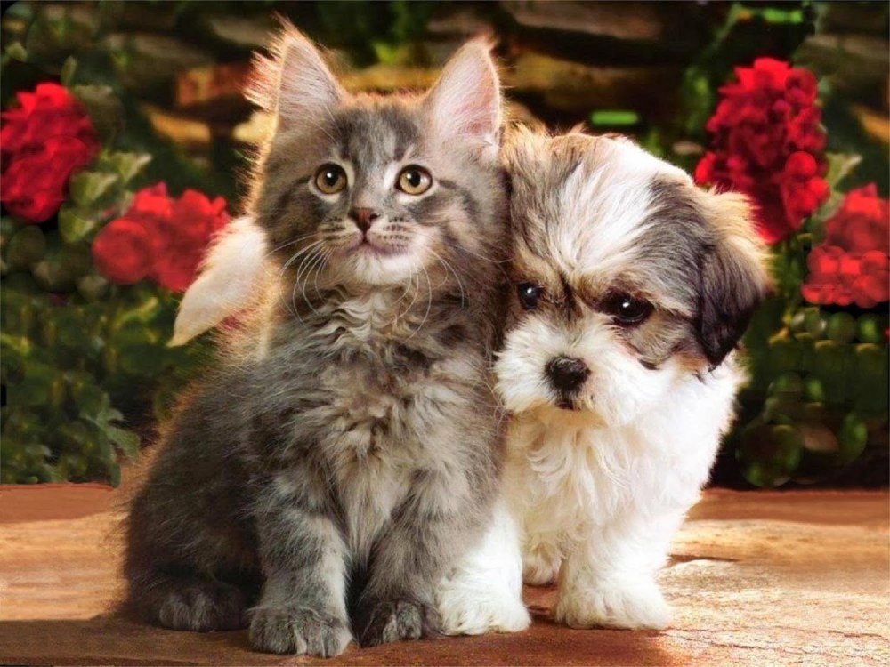 Щенок и котенок