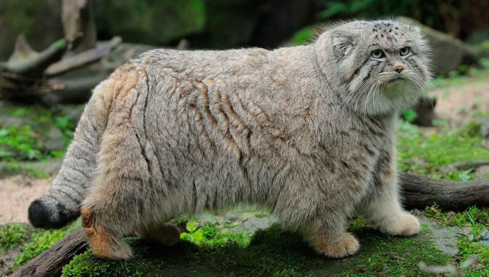 Кот Манул