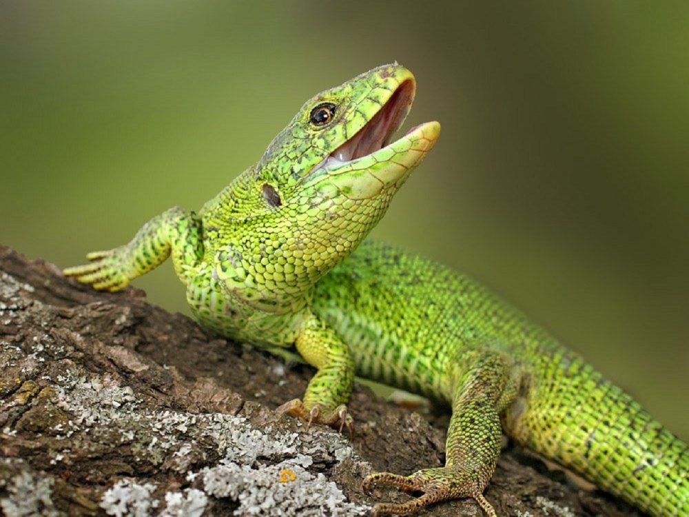 Полосатая ящерица Lacerta strigata