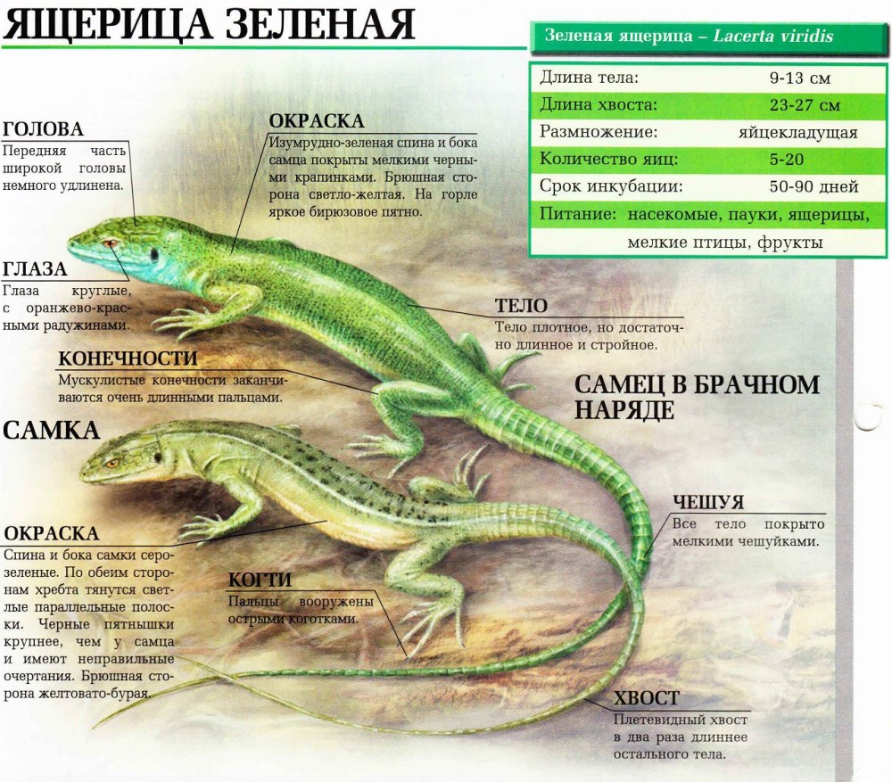 Ящерица прыткая питание
