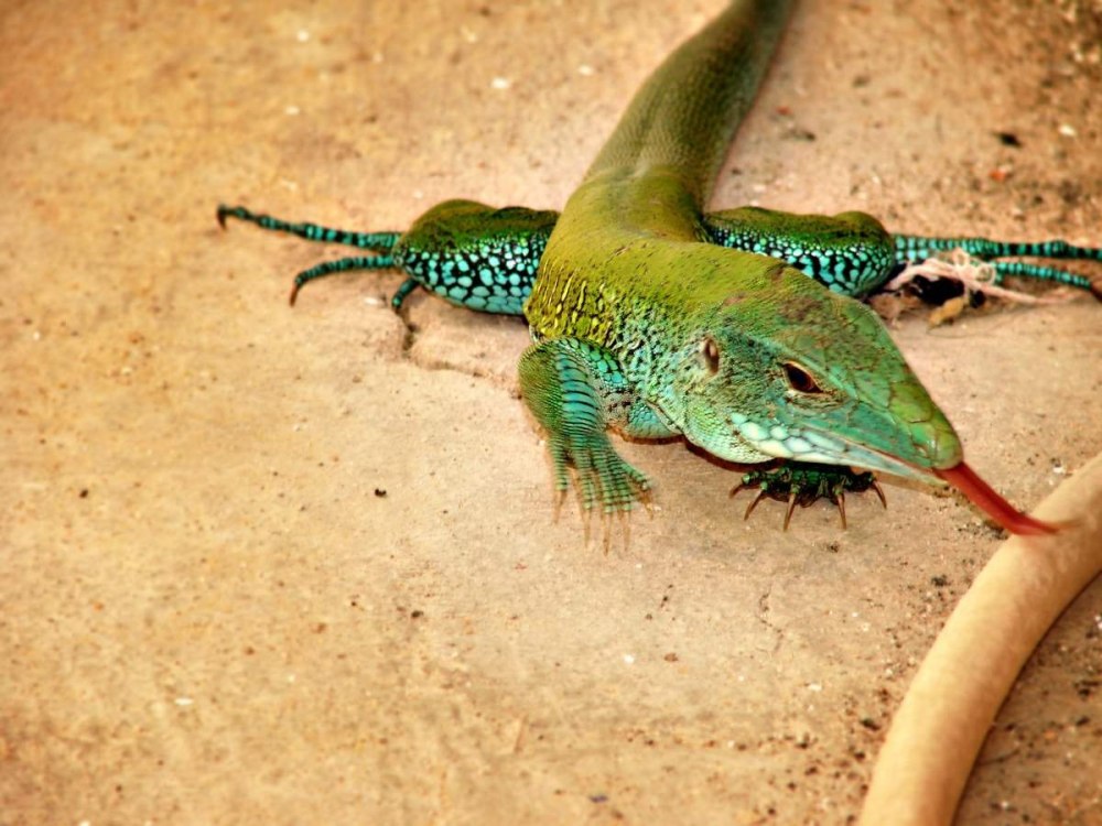 Ameiva Ameiva