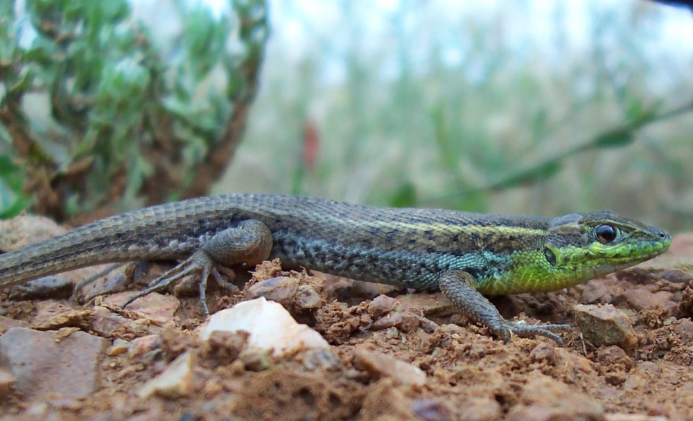 Стройная змееголовка(ophisops elegans)