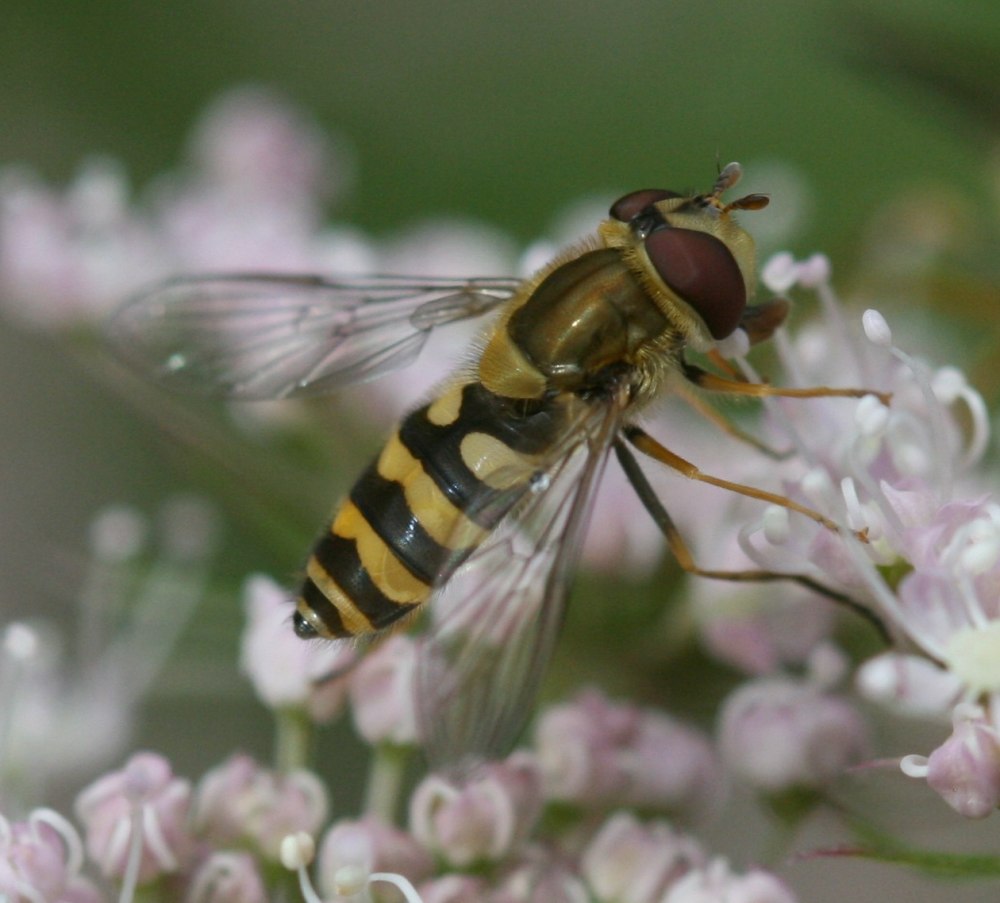 Syrphus vitripennis на русском языке