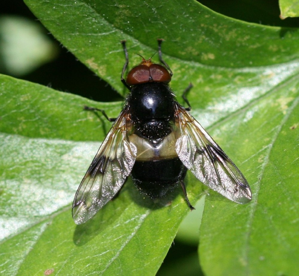 Журчалка прозрачная Volucella pellucens