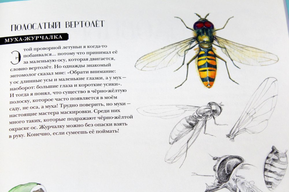 Тип окраски журчалки