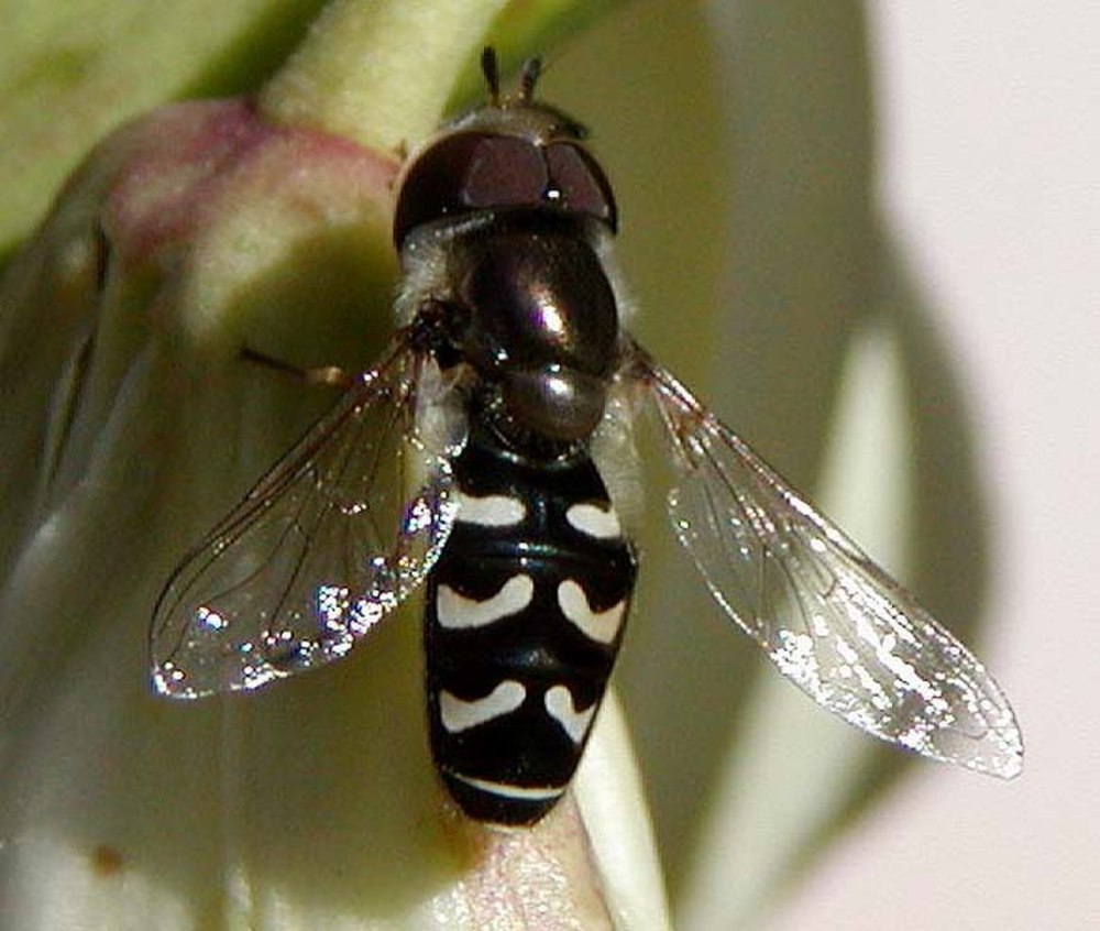 Eriozona syrphoides