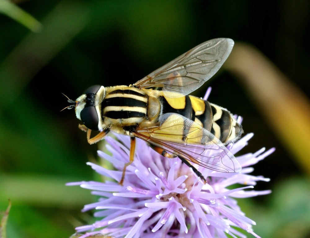 Helophilus trivittatus
