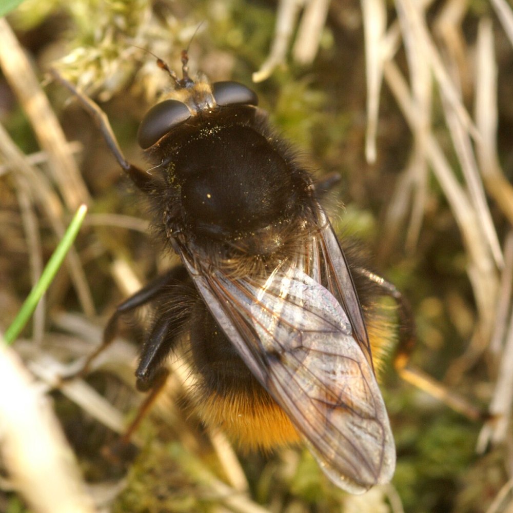 Маллота мегилиформис – Mallota megilliformis (Fallén, 1817)