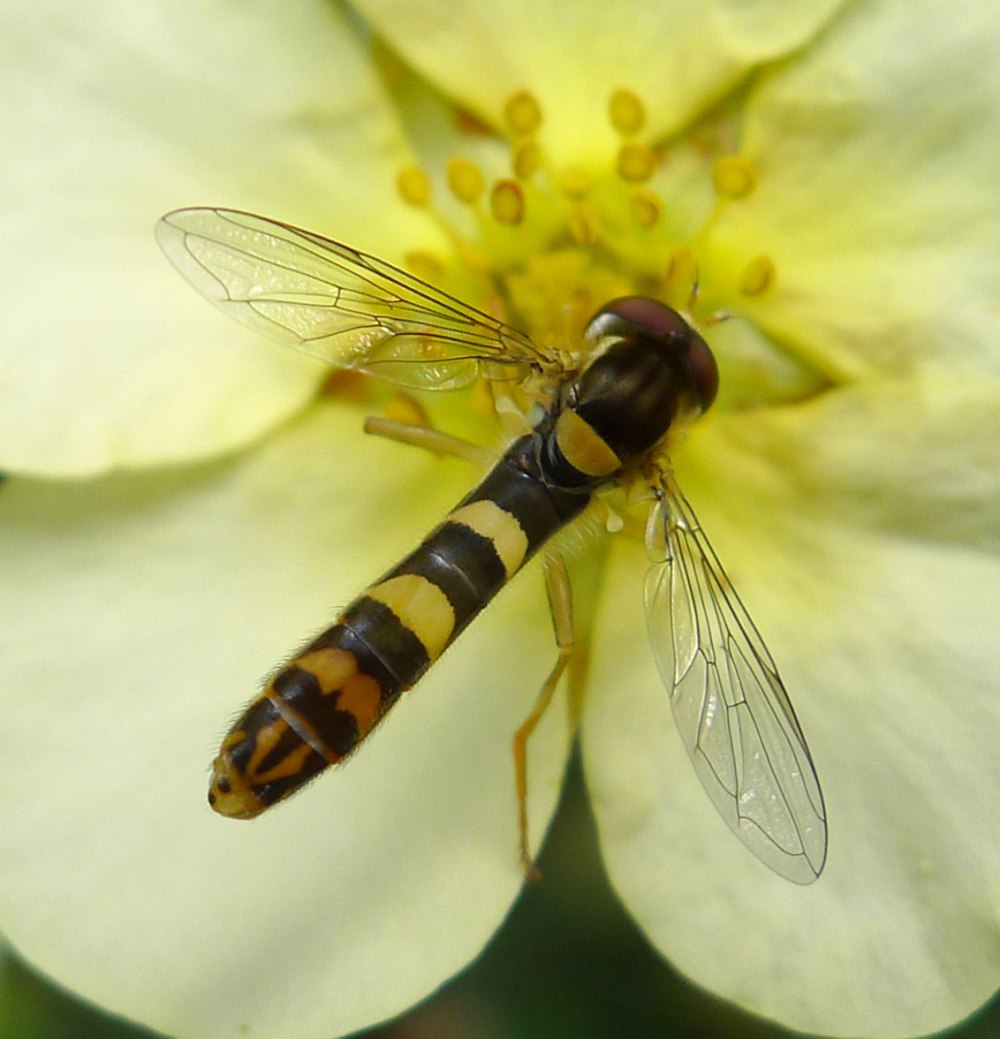 Муха – журчалка (Syrphidae)
