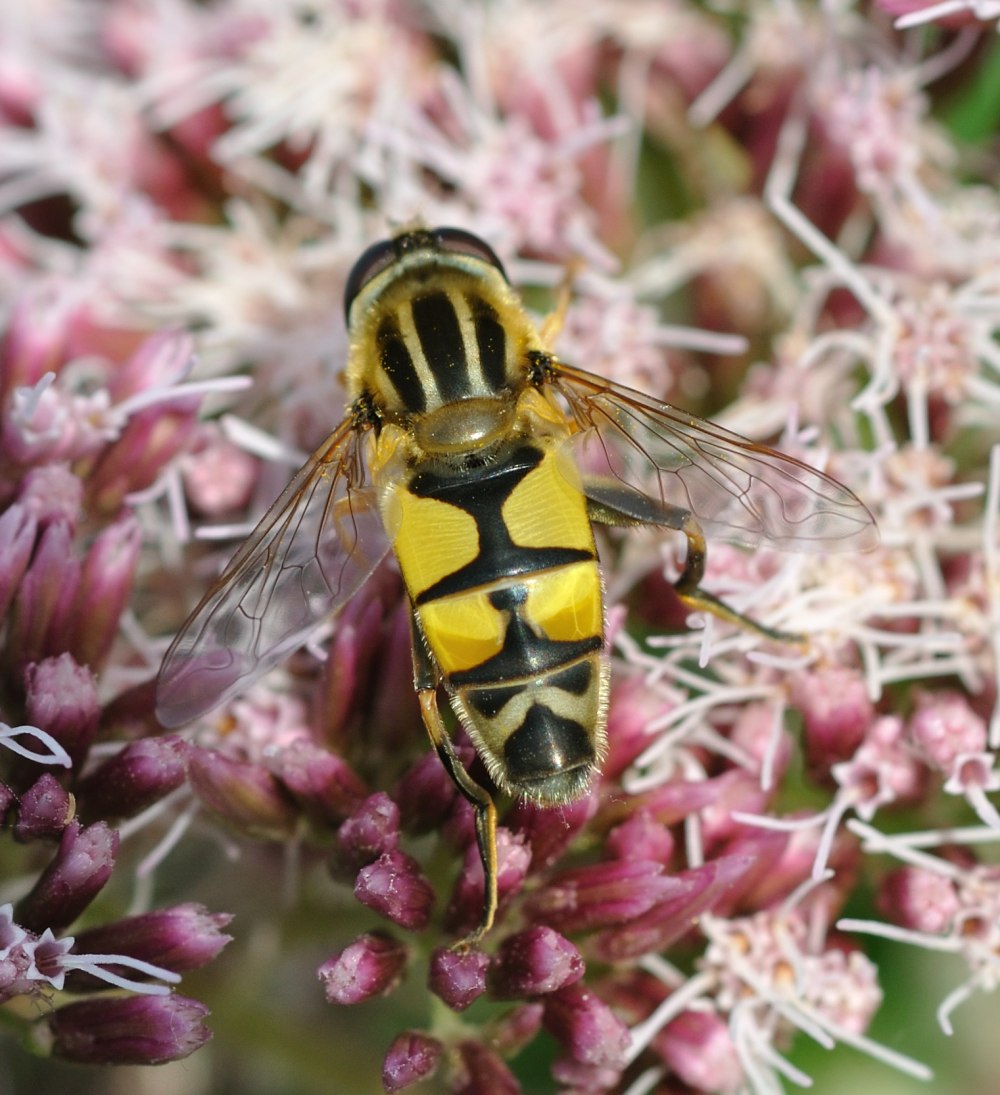 Helophilus trivittatus