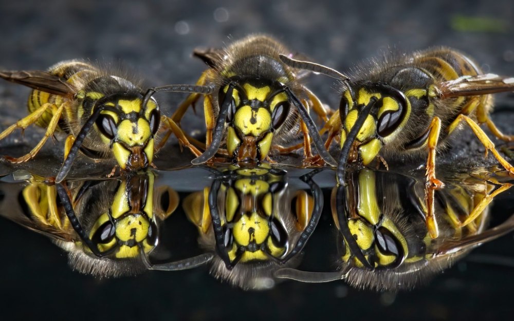 Entomologik ignalar