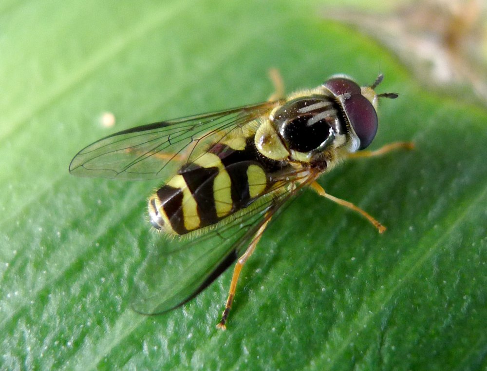 Dasysyrphus