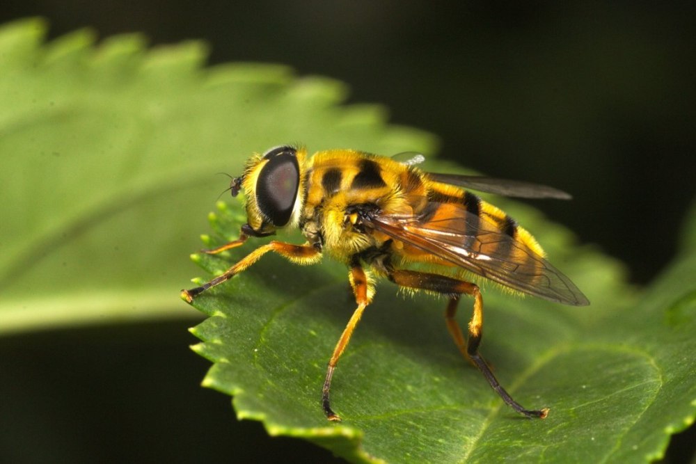 Leafe Fly