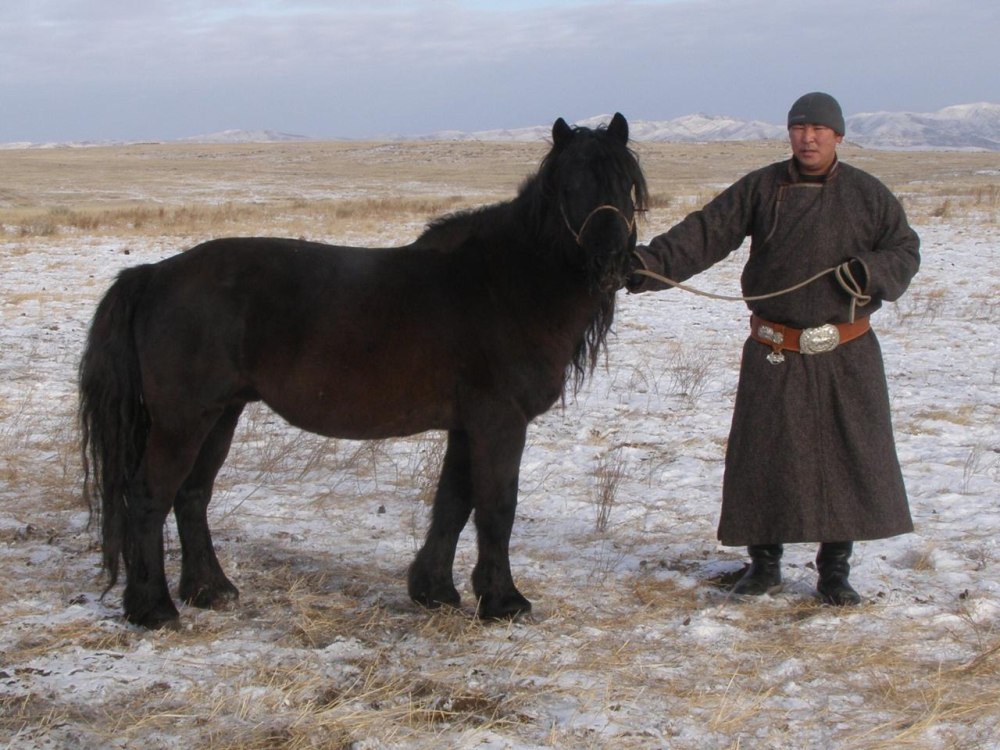 Аборигенная Вятская лошадь