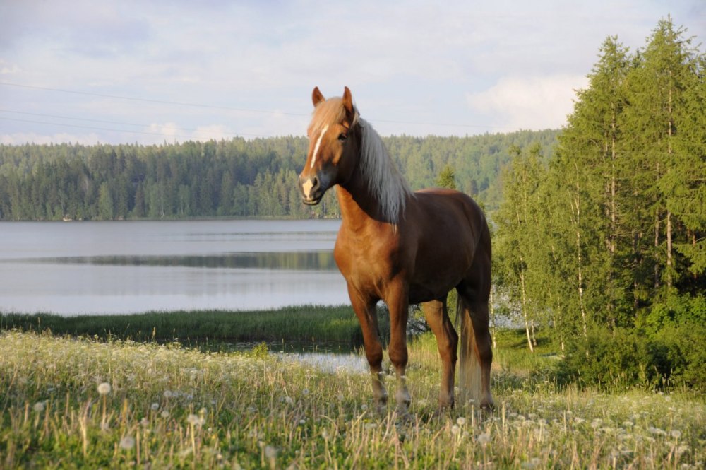 Маклок у лошади