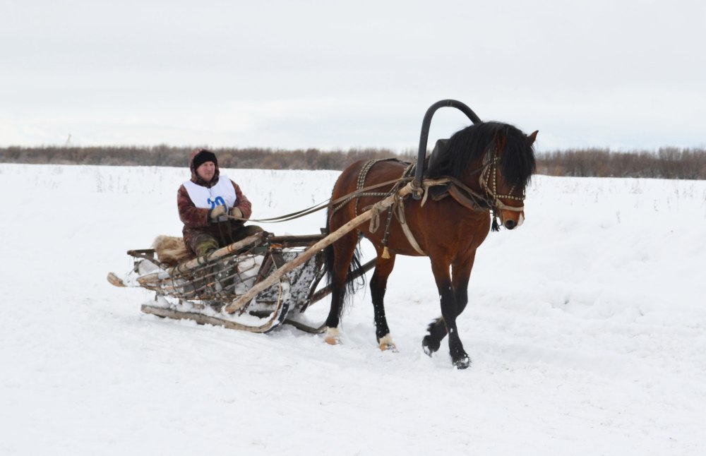 Мезенская лошадь