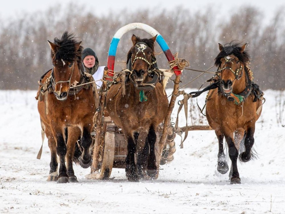 Архангельская лошадь