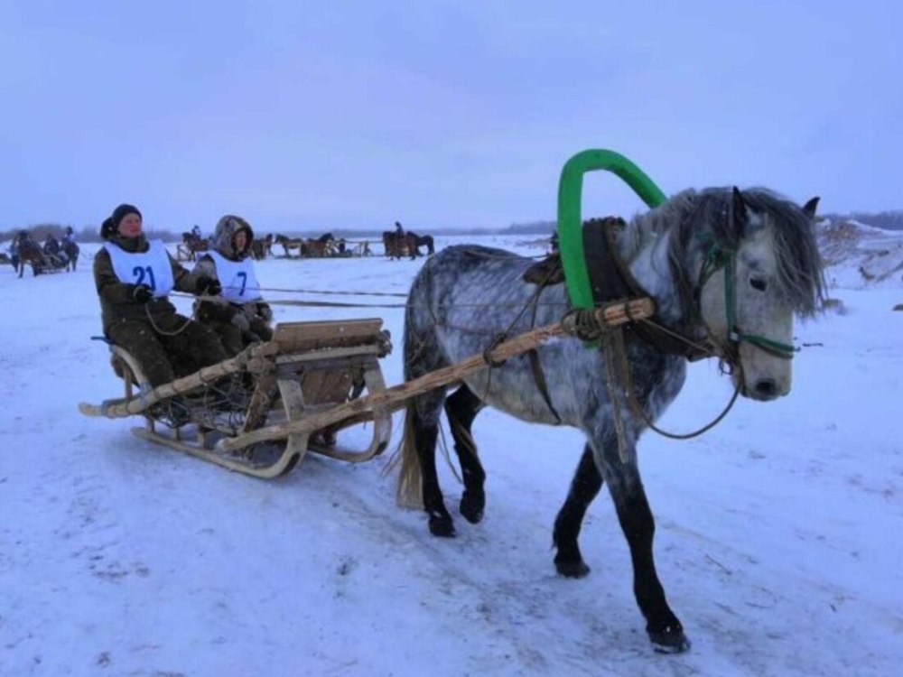 Архангельская область лошади