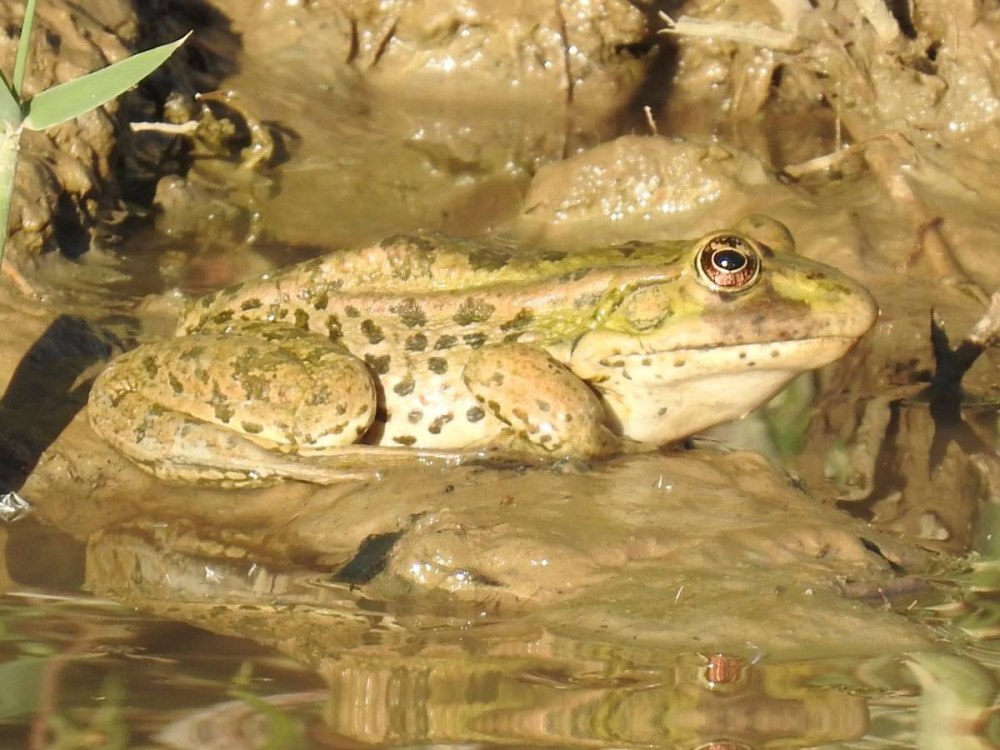 Озерная лягушка Pelophylax ridibundus