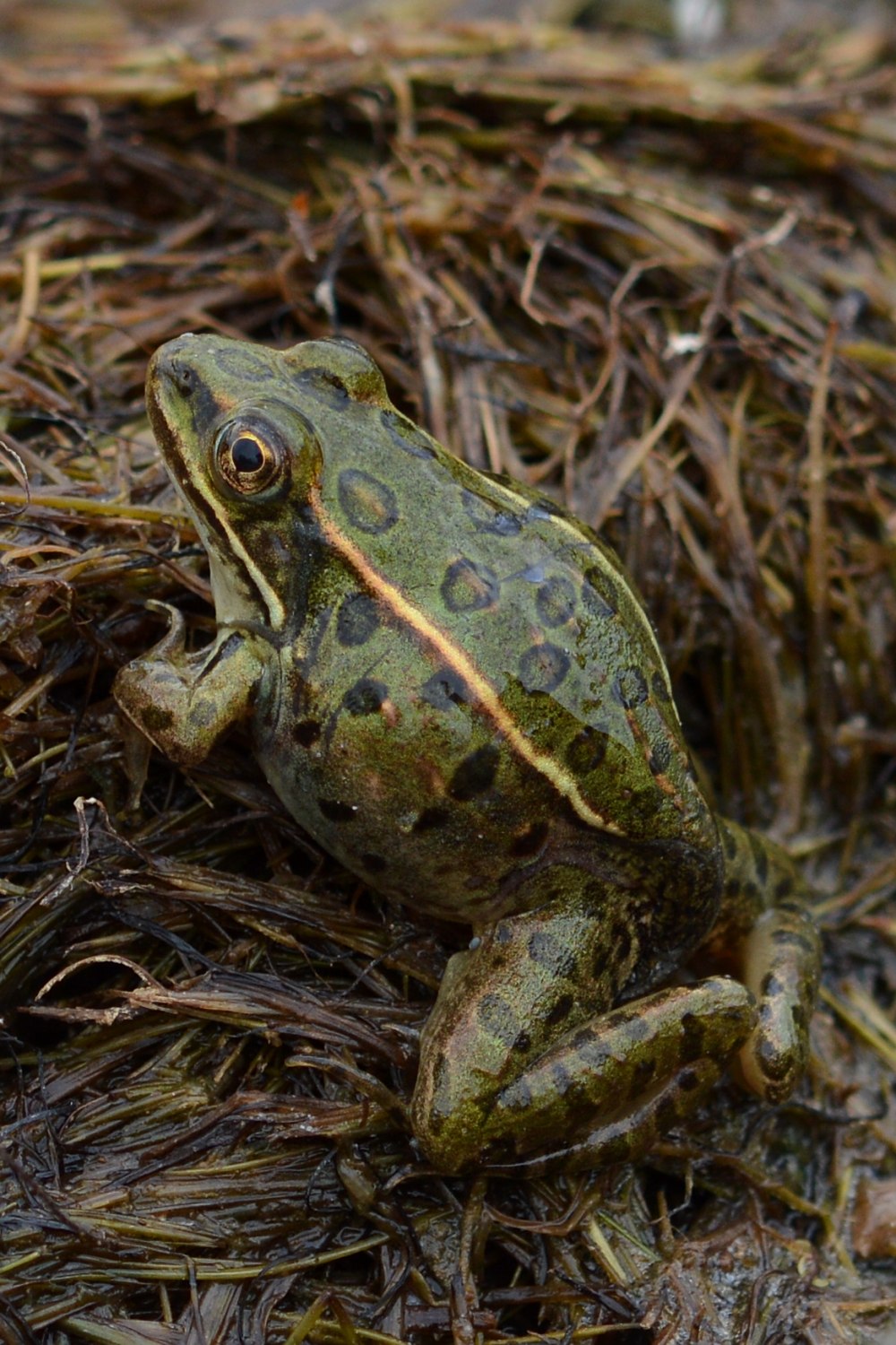 Vegas Valley Leopard Frog (lithobates fisheri)