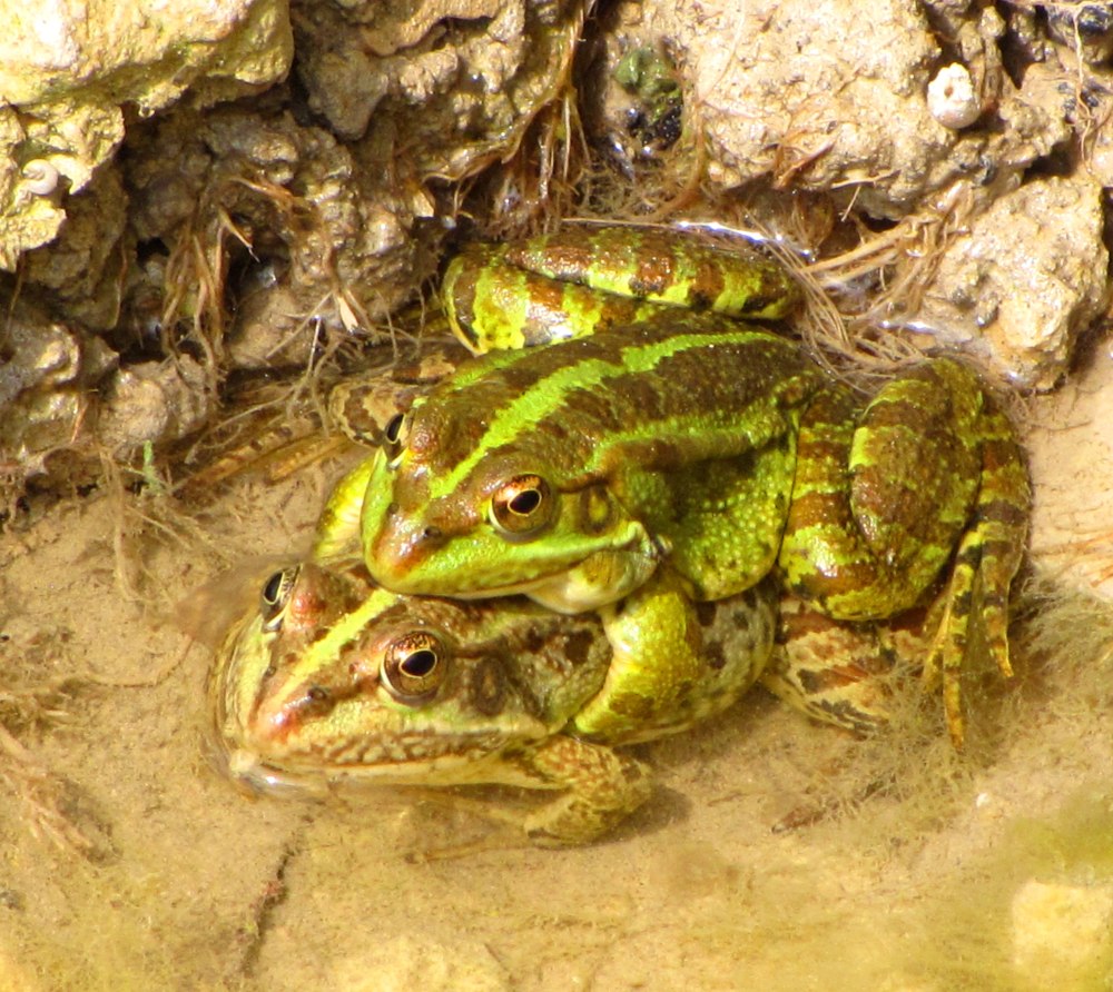 Pelophylax bedriagae